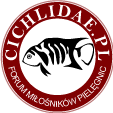 Cichlidae.pl - podyskutujmy o pielęgnicach