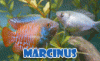 Marcinus